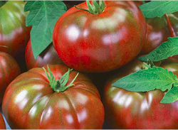 Tomatoes