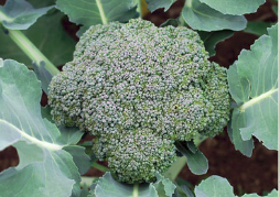 Broccoli
