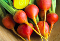 BEETS